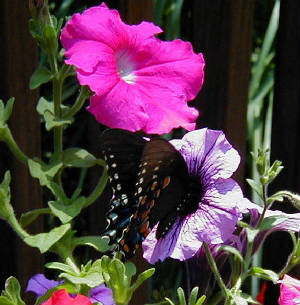 butterfly.jpg